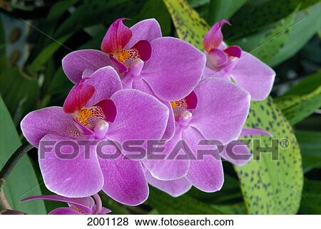 Bunch Of Lavender Colored Orchids On Plant, Outdoors View Large Photo Image Stock Photo - Bunch Of Lavender Colored Orchids On Plant, Outdoors. Fotosearch