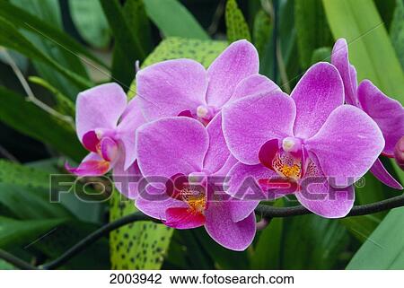 Bunch Of Lavender Colored Orchids With Patterned Centers On Plant, Outdoors View Large Photo Image Stock Image - Bunch Of Lavender Colored Orchids With Patterned Centers On Plant, Outdoors. Fotosearch