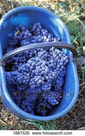 Bunches Of Purple Grapes In Blue Basket, Close Up View Large Photo Image Stock Photography - Bunches Of Purple Grapes In Blue Basket, Close Up. Fotosearch