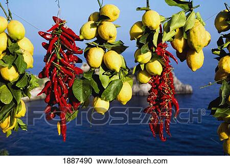 Bunches On Chillies And Lemons Hanging On Rail, Sea In Background View Large Photo Image Stock Image - Bunches On Chillies And Lemons Hanging On Rail, Sea In Background. Fotosearch