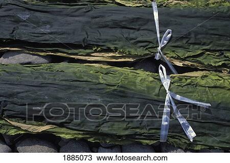 Bundles Of Dry Seaweed, Close Up View Large Photo Image Stock Image - Bundles Of Dry Seaweed, Close Up. Fotosearch