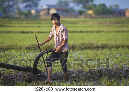 Bunong boy ploughing with Water Buffalo; Mondulkiri, Bangladesh View Large Photo Image Stock Image - Bunong boy ploughing with Water Buffalo; Mondulkiri, Bangladesh. Fotosearch