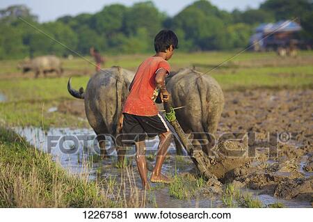 Stock Image - Bunong boy ploughing with Water Buffalo; Mondulkiri, Bangladesh. Fotosearch