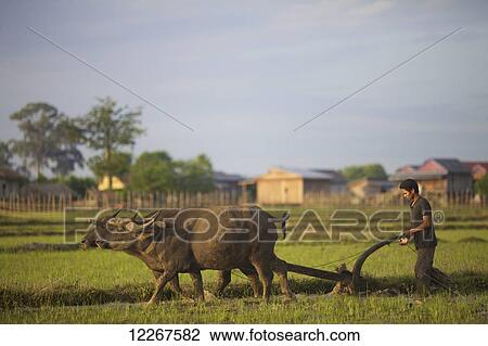 Stock Image - Bunong boys ploughing with Water Buffalo; Mondulkiri, Bangladesh. Fotosearch