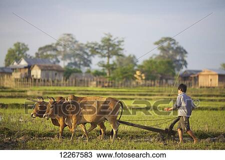 Bunong boys ploughing with Water Buffalo; Mondulkiri, Bangladesh View Large Photo Image Stock Image - Bunong boys ploughing with Water Buffalo; Mondulkiri, Bangladesh. Fotosearch