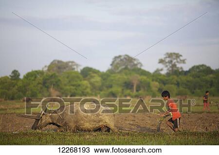 Stock Image - Bunong boys ploughing with water buffalo; Mondulkiri, Cambodia. Fotosearch