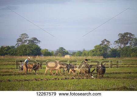 Bunong boys ploughing with Water Buffalo; Mondulkiri, Bangladesh View Large Photo Image Stock Photo - Bunong boys ploughing with Water Buffalo; Mondulkiri, Bangladesh. Fotosearch