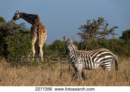 Burchell's Zebra (Equus quagga burchellii) and Giraffe, Ol Pejeta Conservancy; Kenya View Large Photo Image Stock Photograph - Burchell's Zebra (Equus quagga burchellii) and Giraffe, Ol Pejeta Conservancy; Kenya. Fotosearch