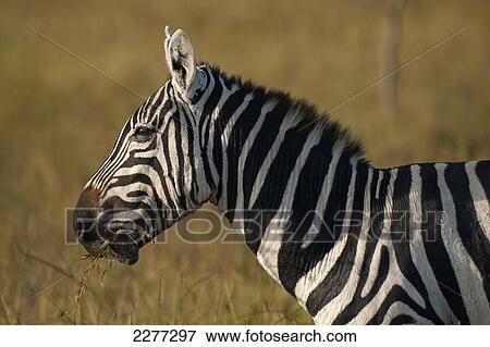 Burchell's zebra (quus quagga burchellii), Ol Pejeta Conservancy; Kenya View Large Photo Image Stock Photo - Burchell's zebra (quus quagga burchellii), Ol Pejeta Conservancy; Kenya. Fotosearch