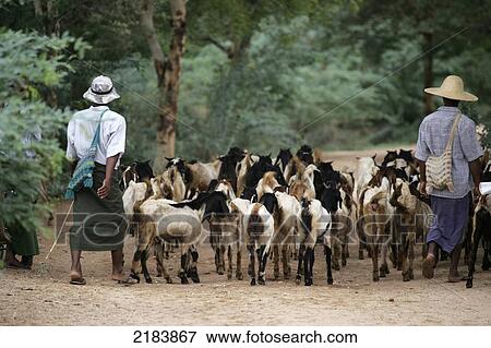 Burma, Local Villagers with herd of goats; Bagan View Large Photo Image Stock Photo - Burma, Local Villagers with herd of goats; Bagan. Fotosearch