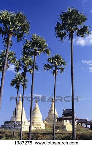 Burma (Myanmar), White minochanthar pagodas and palm trees; Bagan View Large Photo Image Stock Photography - Burma (Myanmar), White minochanthar pagodas and palm trees; Bagan. Fotosearch
