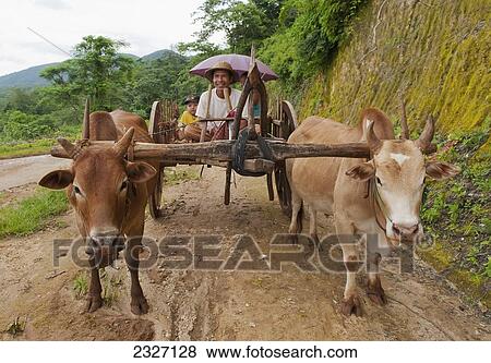 Burma, Shan State, Family on ox driven cart; Lashio View Large Photo Image Stock Photo - Burma, Shan State, Family on ox driven cart; Lashio. Fotosearch