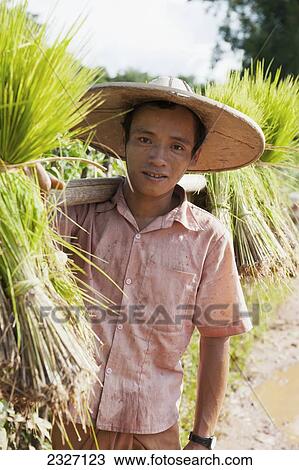 Stock Image - Burma, Shan State, Man carrying rice seedlings to plant in paddy; Lashio. Fotosearch