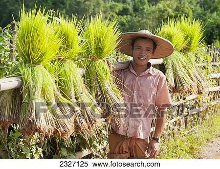 Stock Photography - Burma, Shan State, Man carrying rice seedlings to plant in paddy; Lashio. Fotosearch