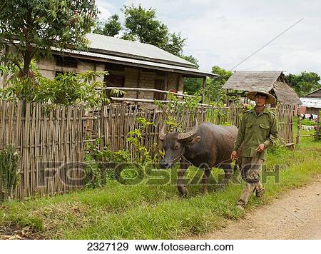 Burma, Shan State, Man leading his buffalo through village; Lashio View Large Photo Image Stock Photo - Burma, Shan State, Man leading his buffalo through village; Lashio. Fotosearch