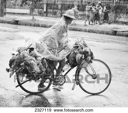 Burma, Yangon, Man riding bicycle carrying chickens and ducks to market; Rangoon View Large Photo Image Stock Photo - Burma, Yangon, Man riding bicycle carrying chickens and ducks to market; Rangoon. Fotosearch