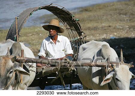 Burma/Muanmar, Men on cart with Irrawaddy river in background; Mingun View Large Photo Image Stock Image - Burma/Muanmar, Men on cart with Irrawaddy river in background; Mingun. Fotosearch