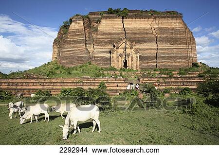 Burma/Myanmar, Cows on pasture with Unfinished Pagoda in background; Mingun View Large Photo Image Picture - Burma/Myanmar, Cows on pasture with Unfinished Pagoda in background; Mingun. Fotosearch