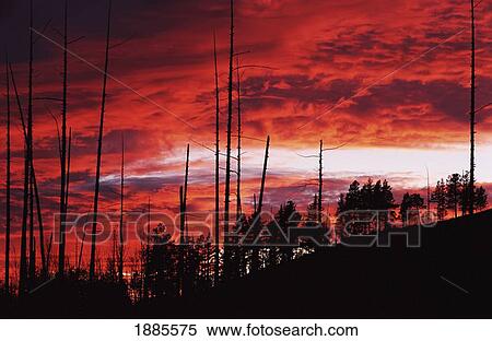 Burnt Trees Against A Sunset View Large Photo Image Stock Photography - Burnt Trees Against A Sunset. Fotosearch