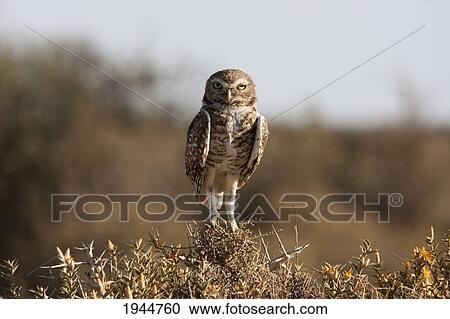 Stock Image - Burrowing Owl (Athene cunicularia), Peninsula Valdes, Chubut, Argentina. Fotosearch