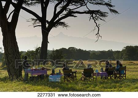 Bush breakfast under large acacia tree with Mt Kenya in the distance, Ol Pejeta Conservancy; Kenya View Large Photo Image Stock Image - Bush breakfast under large acacia tree with Mt Kenya in the distance, Ol Pejeta Conservancy; Kenya. Fotosearch