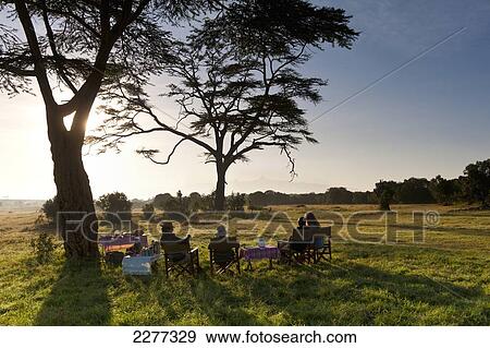 Bush breakfast under large acacia tree, Ol Pejeta Conservancy; Kenya View Large Photo Image Stock Photo - Bush breakfast under large acacia tree, Ol Pejeta Conservancy; Kenya. Fotosearch