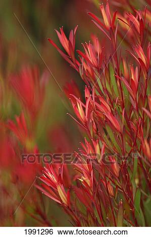 Stock Photograph - Bush Of Red And Yellow Leaves. Fotosearch