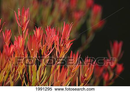 Stock Photography - Bush Of Red And Yellow Leaves. Fotosearch