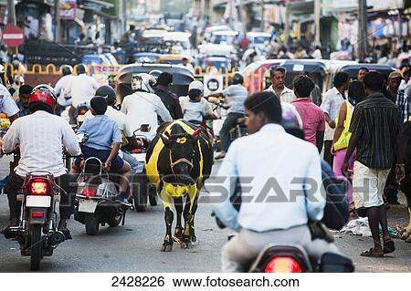 Stock Photograph - Busy street with motorcycles, pedestrians and animals; Mysore, India. Fotosearch
