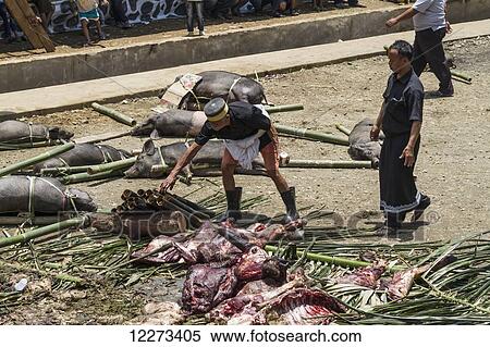 Butcher at the rante, the ceremonial site where the meat of slaughtered cattle will be distributed to the guests of a Torajan funeral, in Sereale, Toraja Land, South Sulawesi, Indonesia View Large Photo Image Stock Photography - Butcher at the rante, the ceremonial site where the meat of slaughtered cattle will be distributed to the guests of a Torajan funeral, in Sereale, Toraja Land, South Sulawesi, Indonesia. Fotosearch