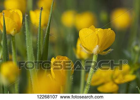 Stock Photo - Buttercups blooming; Astoria, Oregon, United States of America. Fotosearch
