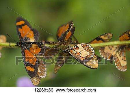 Stock Image - Butterflies on plant, Zomba plateau; Zomba, Malawi. Fotosearch