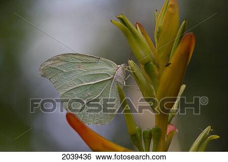 Stock Photograph - Butterfly, Biocentro Guembe, Santa Cruz, Bolivia. Fotosearch