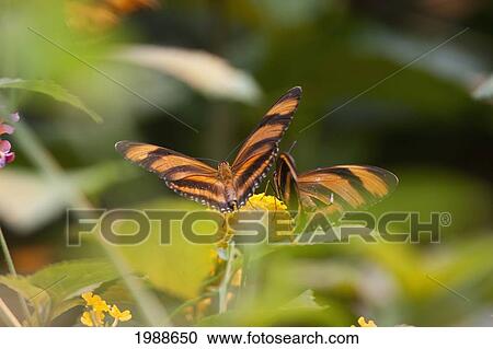 Stock Image - Butterfly, Butterfly World, Victoria, British Columbia, Canada. Fotosearch