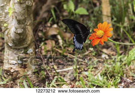 Butterfly, Lemo, Toraja Land, South Sulawesi, Indonesia View Large Photo Image Stock Image - Butterfly, Lemo, Toraja Land, South Sulawesi, Indonesia. Fotosearch