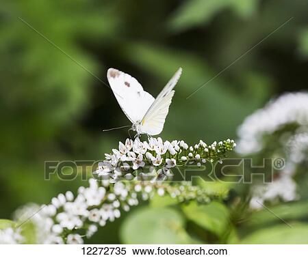 Butterfly, Mount Huangshan, Anhui, China View Large Photo Image Stock Photography - Butterfly, Mount Huangshan, Anhui, China. Fotosearch