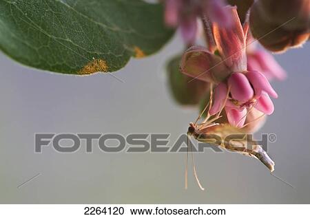 Stock Image - Butterfly Upside Down On A Flower At Sunrise; Les Cedres Quebec Canada. Fotosearch