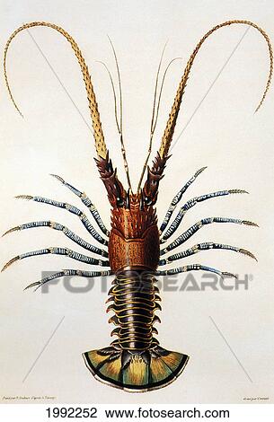 Stock Image - C. 1816 Illustration, Hawaiian Aiian Lobster. Fotosearch