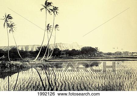 Stock Photograph - C. 1880 Photograph, Hawaii, Oahu, Waikiki, Taro Fields With Diamond Head Behind.. Fotosearch