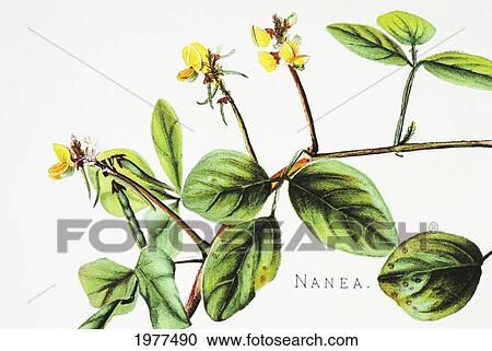Stock Image - C. 1885 Isabella Sinclair, Closeup Of Nanea Flower On Plant.. Fotosearch