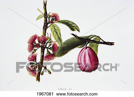 Stock Image - C. 1885 Isabella Sinclair, Flowers And Fruit Of Ohi'a'ai (Mountain Apple).. Fotosearch