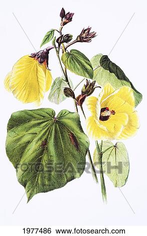 Stock Photograph - C. 1885 Isabella Sinclair, Ha'u Flowers.. Fotosearch