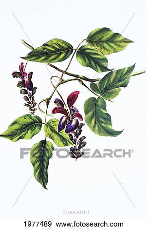 Stock Photo - C. 1885 Isabella Sinclair, Hawaiian Flower Puakauhi.. Fotosearch