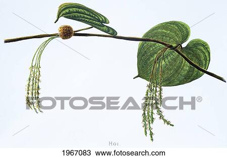 Stock Image - C. 1885 Isabella Sinclair, Hoi Vine.. Fotosearch