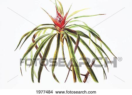 Picture - C. 1885 Isabella Sinclair, 'ie'ie Plant With Red Blossom In Center.. Fotosearch