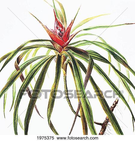 Stock Photography - C. 1885 Isabella Sinclair, 'ie'ie Plant With Red Blossom In Center.. Fotosearch