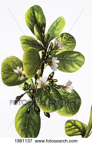 C. 1885 Isabella Sinclair, Illustration Of Naupaka Plant, White Flower Blossoms On Branch. View Large Photo Image Stock Photo - C. 1885 Isabella Sinclair, Illustration Of Naupaka Plant, White Flower Blossoms On Branch.. Fotosearch