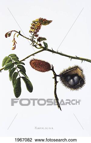 Stock Image - C. 1885 Isabella Sinclair, Kakalaioa Flowers On Branch And Open Seed Pods ('uhi'uhi).. Fotosearch