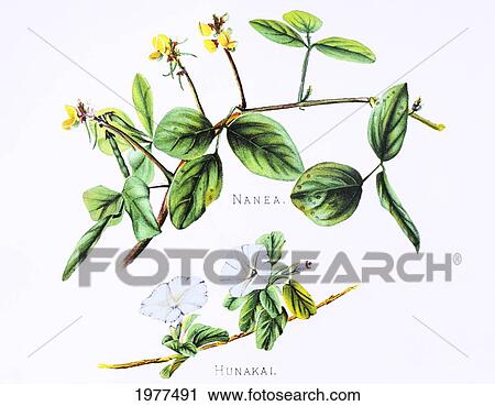 Stock Image - C. 1885 Isabella Sinclair, Nanea And Hunakai Flowers On Plant.. Fotosearch