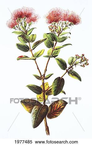 C. 1885 Isabella Sinclair, Native Hawaiian Ohia Lehua Blossoms. View Large Photo Image Stock Photography - C. 1885 Isabella Sinclair, Native Hawaiian Ohia Lehua Blossoms.. Fotosearch